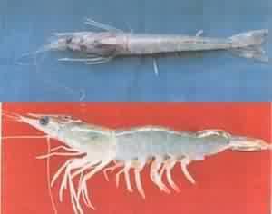 长毛对虾