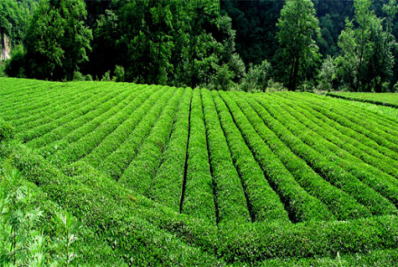 康县阳坝茶园
