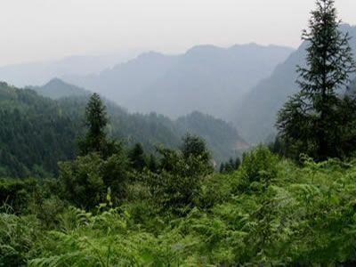 白鸡腰森林公园