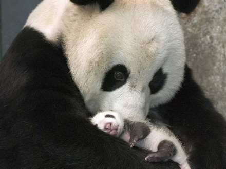 母与子