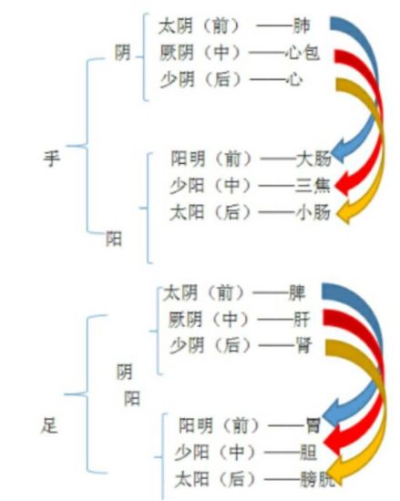 十二经脉分布与表里关系