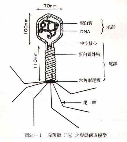 衣壳组成