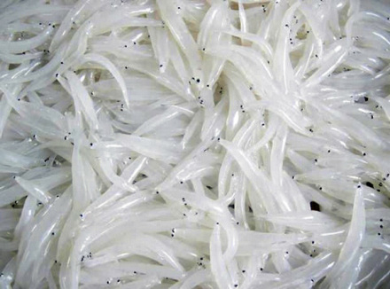 东湖银鱼