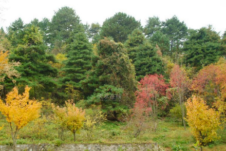 百花林场
