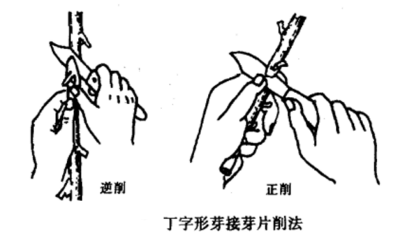 丁字形芽接芽片削法