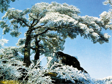 蕉石鸣琴