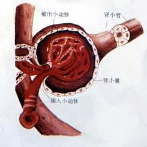 排泄