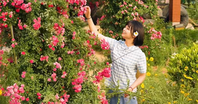 蔷薇花