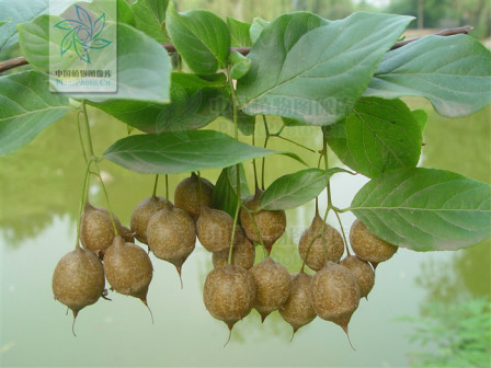 秤锤树