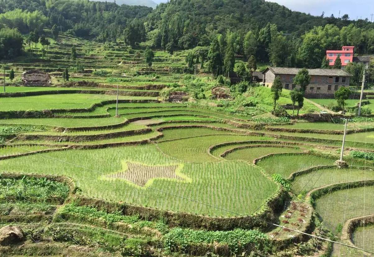 周山镇农业