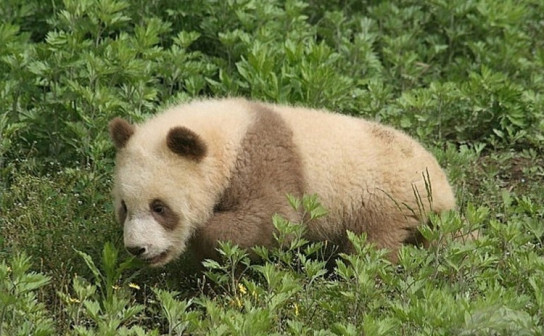 佛坪国家级自然保护区里的熊猫