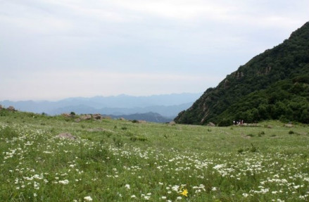 高坪百草