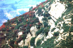 骊山国家森林公园