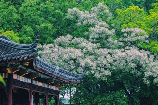 楝花