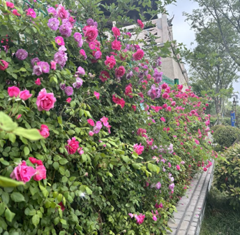 曹州古城-花墙