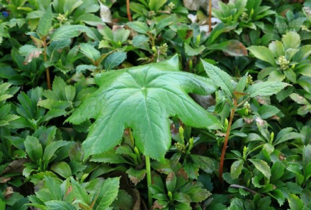 小檗科鬼臼属植物八角莲