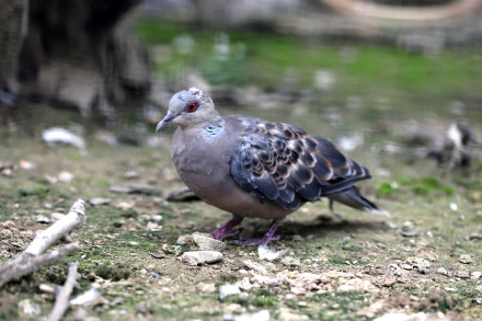 山斑鸠