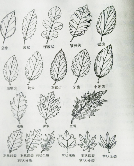 不同形态的叶缘