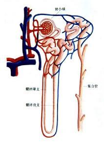 排泄