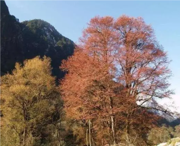 连香树