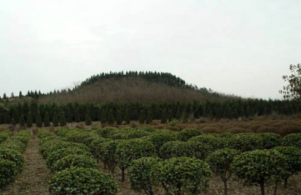 上林苑四号基址