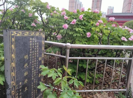 玉翠荷花