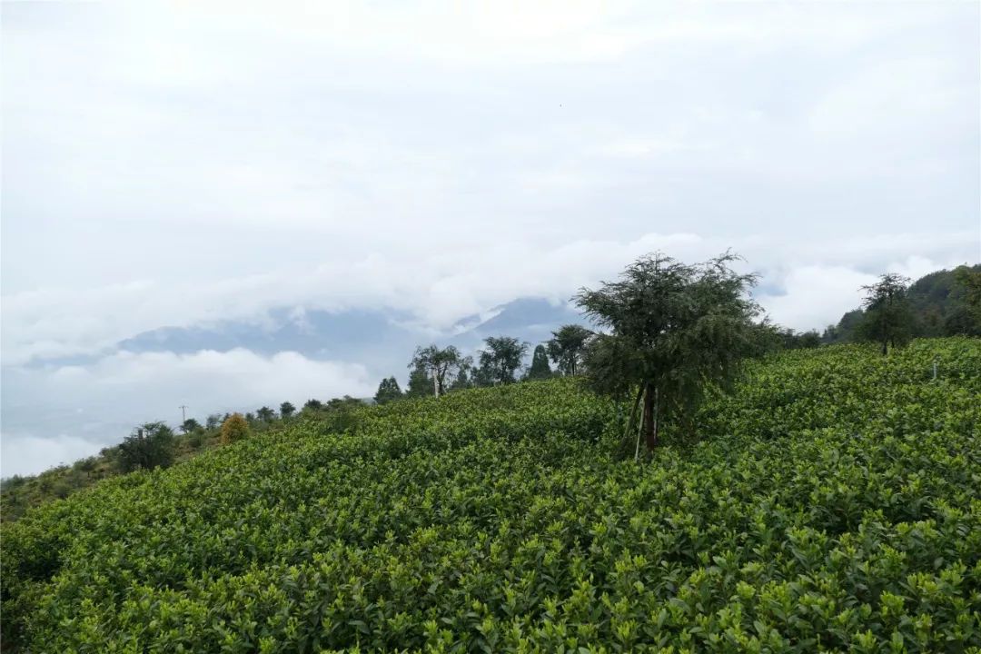 平阳黄汤茶园