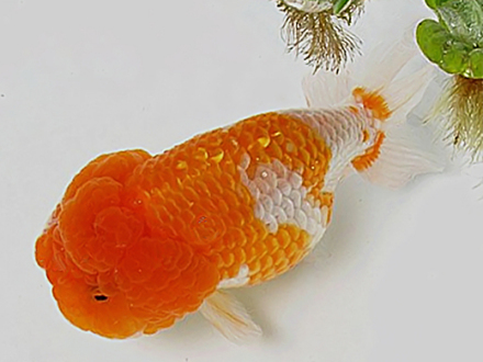 红白虎头