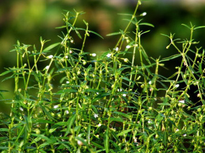 东乡白花蛇舌草