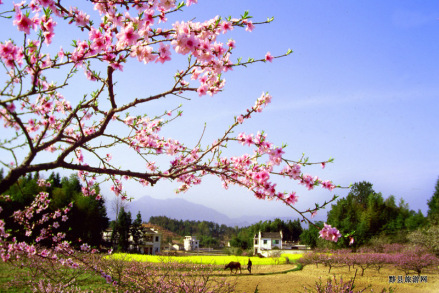 桃花节