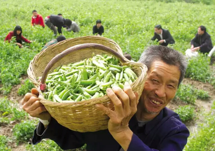 塔儿湾豌豆