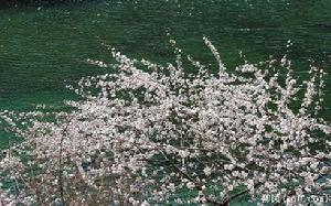 采花节