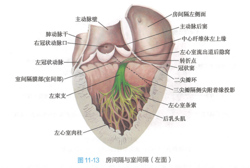 房间隔与室间隔（左面）