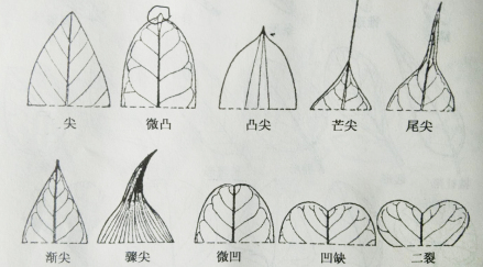 不同形态的叶尖