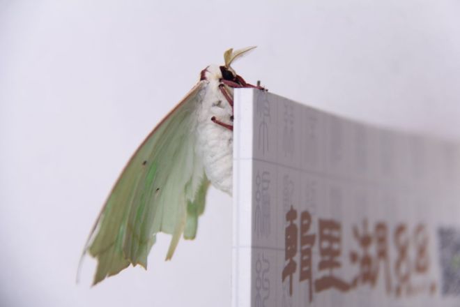 辑里湖丝