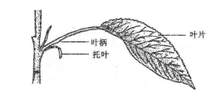 叶的组成