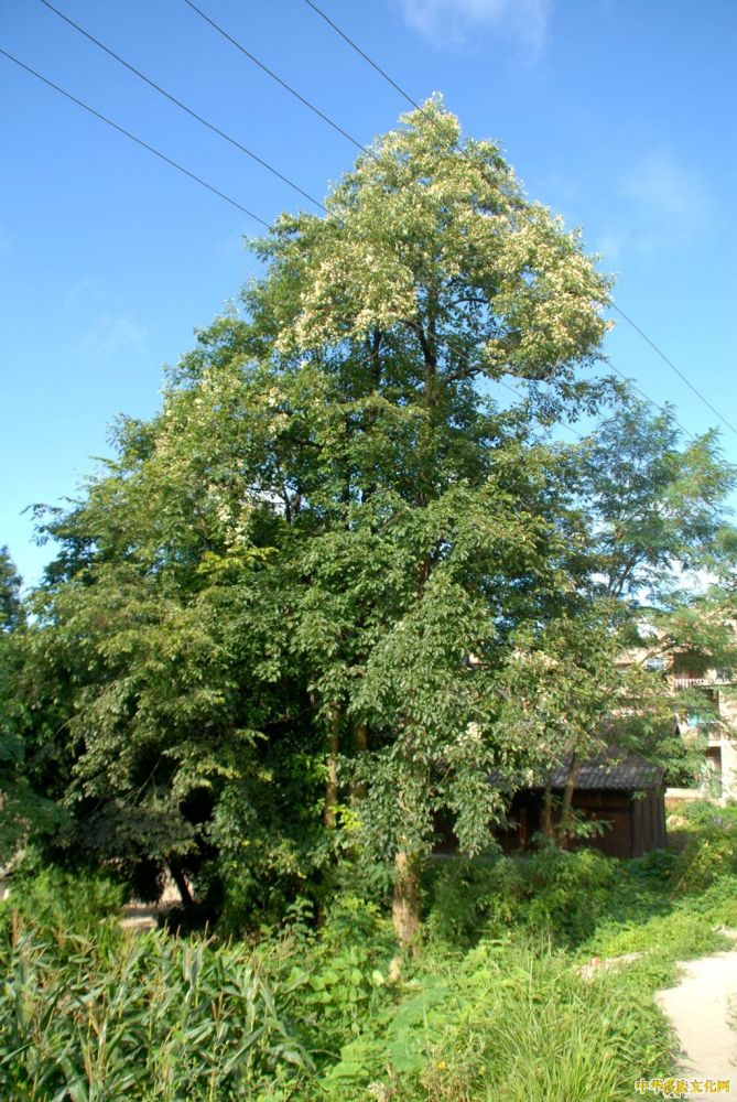 香果树