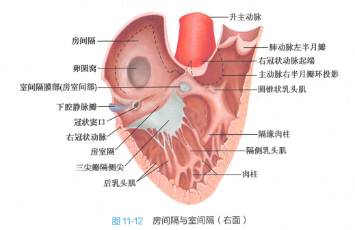 房间隔与室间隔（右面）