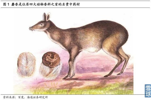 麝