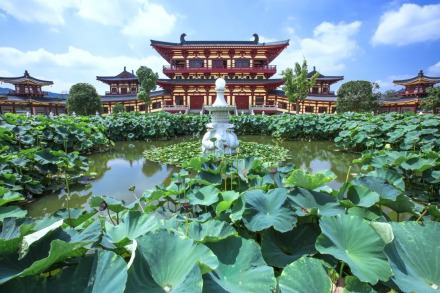 莲池 