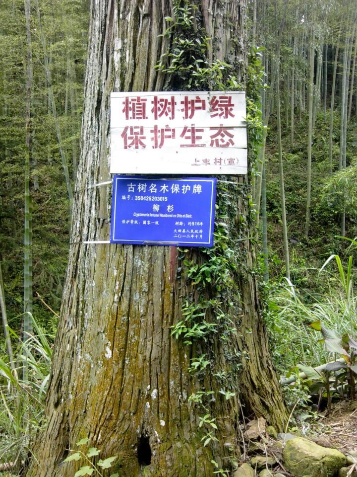 上丰村的百年古树
