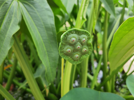 荷花（莲蓬）