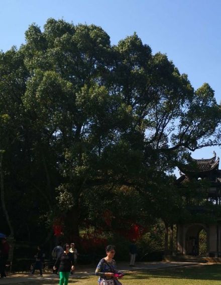 古槐荫树