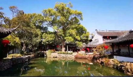 300年香樟