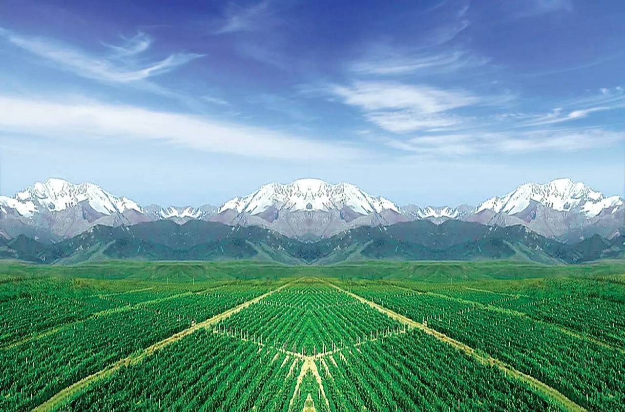 河西走廊酿酒葡萄种植基地