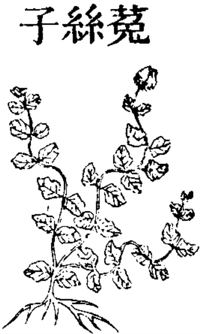 菟丝子 