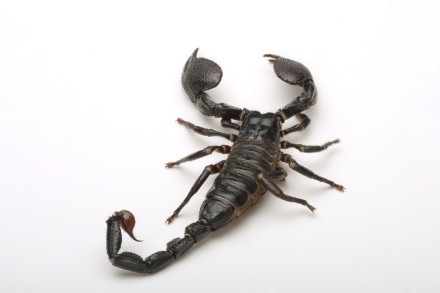 蝎子