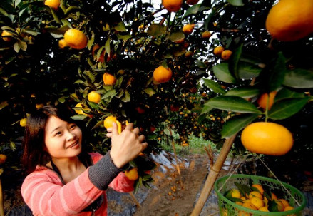 黄岩蜜桔