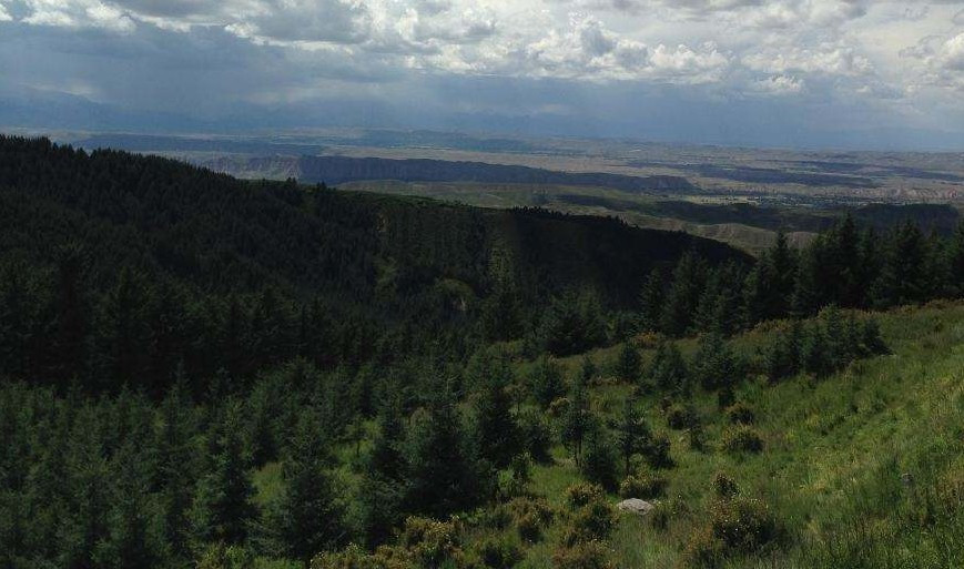 焉支山森林景观