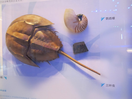 三叶虫－广东省博物馆
